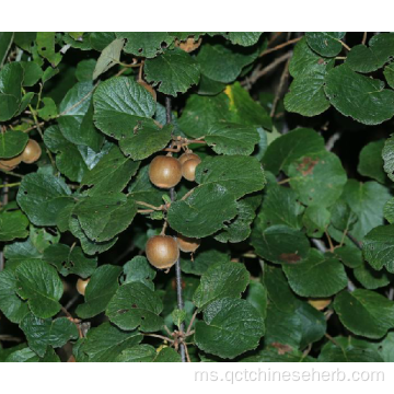 Buah Kiwi Asli Berkualiti Tinggi